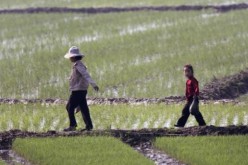 L’Onu redoute de graves pénuries alimentaires en Corée du Nord