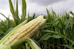 Des produits OGM étiquetés par 64 pays, les États-Unis esquivent